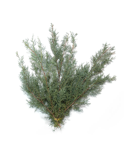 Carolina Sapphire Bunch