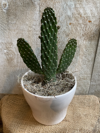 Cartoon Cactus in Ceramic Pot