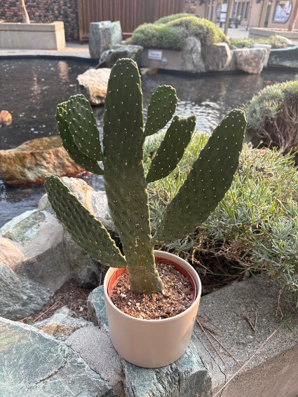 Cartoon Cactus Plant