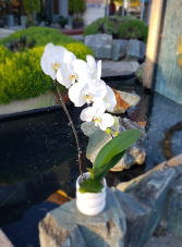 Cascade  Orchid in ceramic