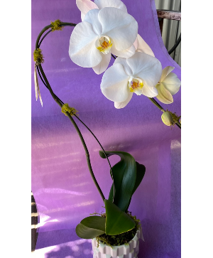 Cascade  Orchid in ceramic