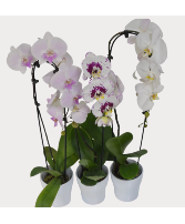 Cascading Orchid  House Plant