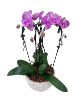 Cascading Orchid Plant Purple 