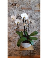 Cascading Orchid Planter 