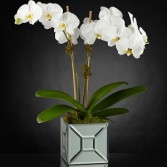 Cascading White orchids in a Beautiful Keep sake .
