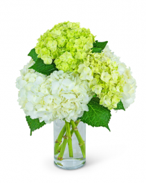 Moore Florist | Flower Delivery in Moore by A New Beginning Florist