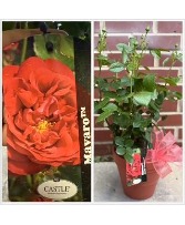 Castle Rose Potted Plant