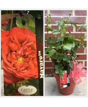 Castle Rose Potted Plant