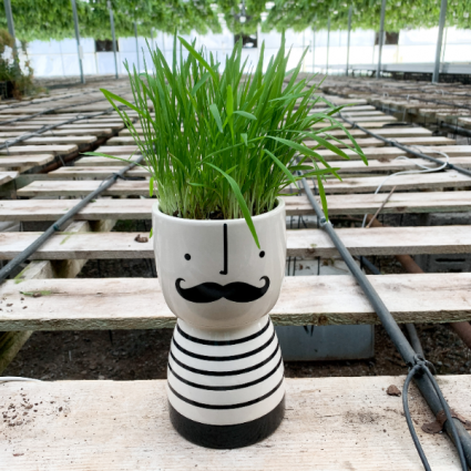Cat Grass Pierre Pot