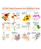 Cat Lovers Special Cat safe flowers for all occasions