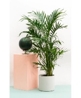 Cat Palm Tree  Potted Plant