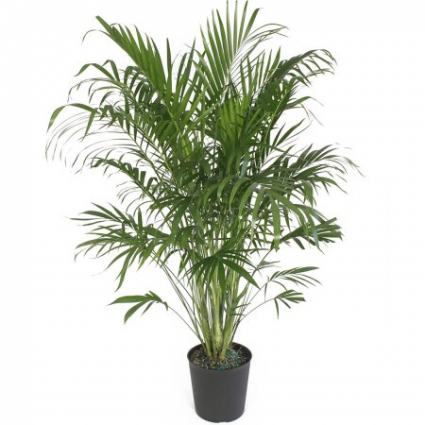 Cat Tail Palm potted plant