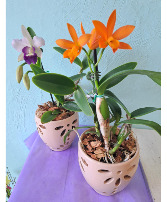 Cattleya Orchid 