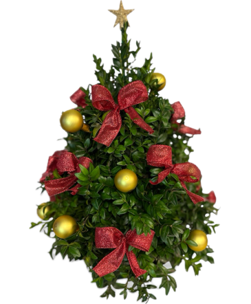 Cauley's Boxwood Tree  in Fitchburg, MA | CAULEY'S FLORIST & GARDEN CENTER