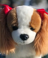 Cavalier King Charles Spaniel Gift Items