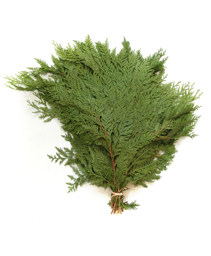 Cedar Bunch