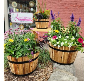 Cedar Planters Potted Plants