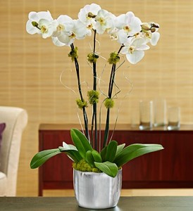 Celebration Orchids Plant