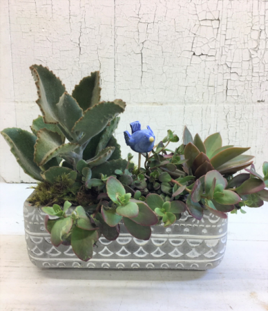 Cement Succulent Garden Plant