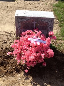 Cemetary azalea planting Seasonal flowers & colors