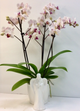 Ceramic Angel Orchid Planter