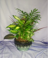 Ceramic Bowl with Mixed Green Plants 