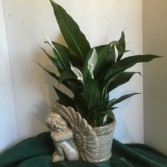 Ceramic Cherub Planter Spatiphyllum