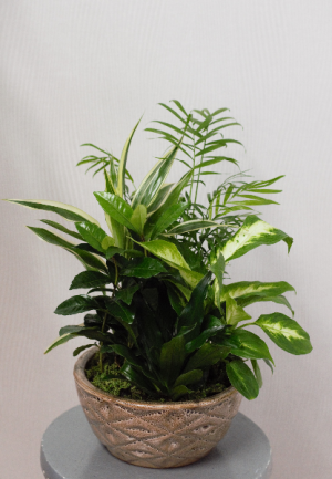 Ceramic Dish Garden in Port Huron, MI | CHRISTOPHER'S FLOWERS Ceramic Dish Garden in Port Huron, MI | CHRISTOPHER'S FLOWERS