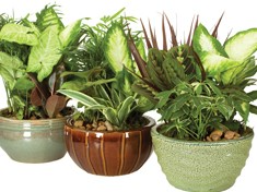 Ceramic Dish Garden Ceramic Dish Gardens