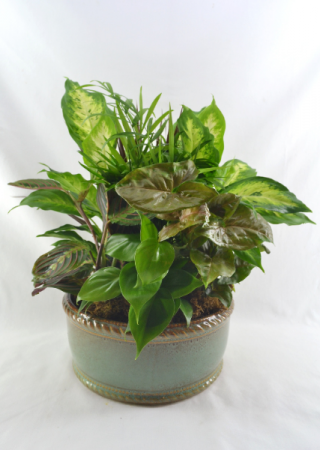 Ceramic Dish Garden Dish Garden