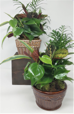 Ceramic Dish Garden in a 6