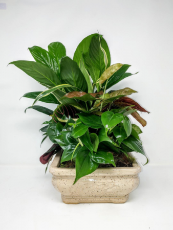 Ceramic Dish Garden in an 8