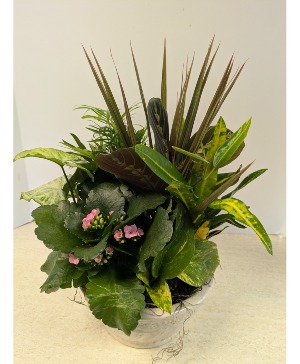 SOLD Ceramic Dish Garden   NFS-DGC73       C3