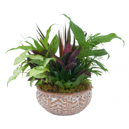 Ceramic Dish Garden Plant