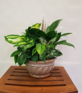 Ceramic Dish Garden plant