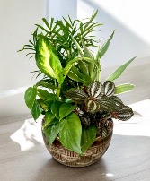 Ceramic Dish Garden Plants