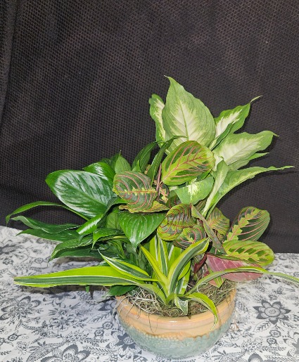 Ceramic Dish Gardens  Just Because