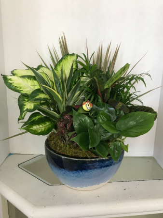 ceramic dishgardens 10inch and 14 inch