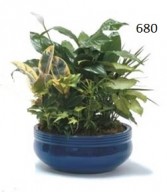 Ceramic Dishgardens 