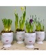 Ceramic Face Planter with Blooming Spring Bulbs 