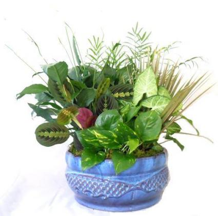 Dish Garden  in a 10 inch container Varies
