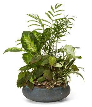 Ceramic Floral Arrangements in a 12 inch dish Ceramic Floral Or Plant Container in Fairview, TN | Holman Florist Ceramic Floral Arrangements in a 12 inch dish Ceramic Floral Or Plant Container in Fairview, TN | Holman Florist