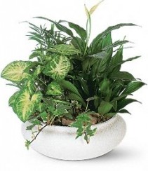 DISH GARDENS WITH FREE  FRESH FLOWER  TRIM MANY CONTAINERS. LARGE SELECTION. 