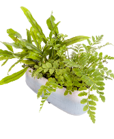 Ceramic Garden Plants