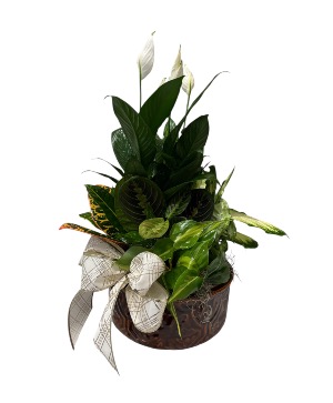 Ceramic Plant Dish Garden  Ceramic Plant 