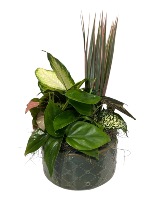 Ceramic Plant Garden Ceramic Plant 