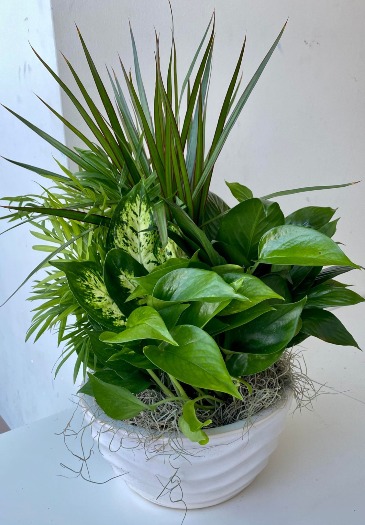 Ceramic Planter Dish Garden in Roy, UT | Reed Floral Design