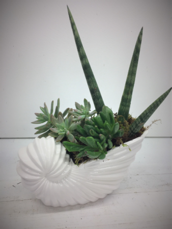 Ceramic Sea Shell Succulent Garden