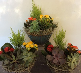 Ceramic Succulent Bowl
