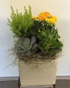 Succulent Cube